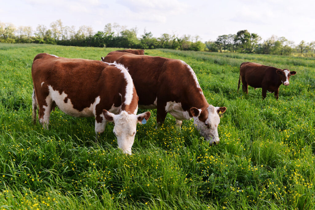 carne grass fed pascolo